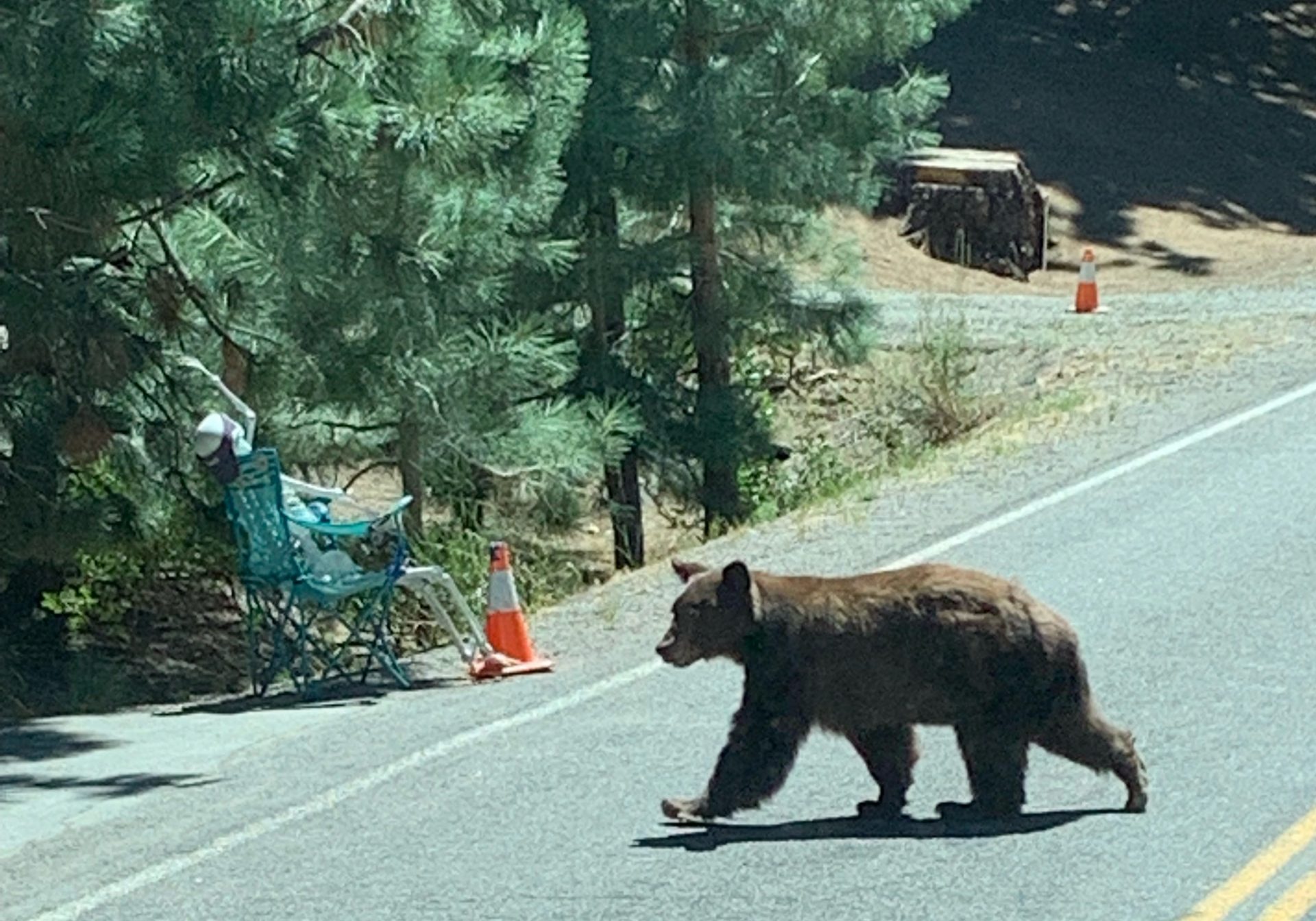Close encounters with bears Plumas residents share their stories